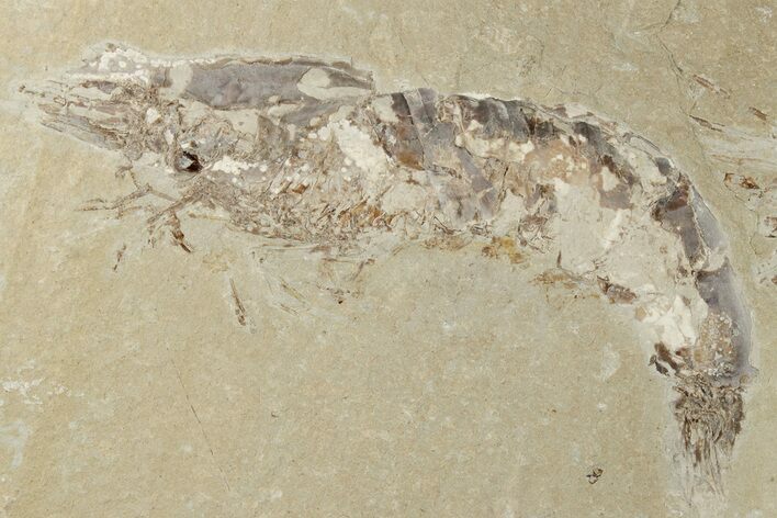 Large, Cretaceous Fossil Shrimp - Hjoula, Lebanon #200696